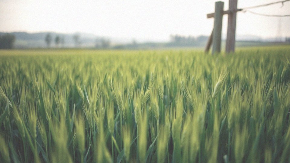 Jak często można spożywać młody jęczmień dla najlepszych efektów?